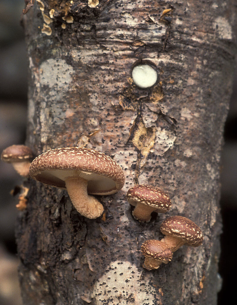 Shiitake sur buche