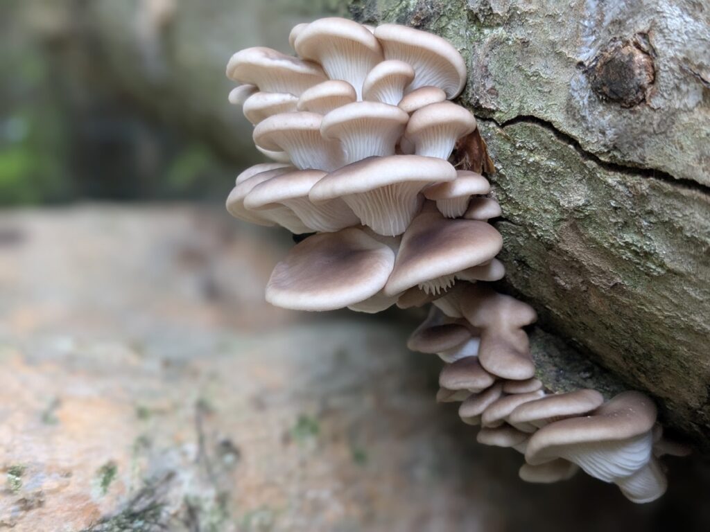 Les pleurotes poussent le long de la buche
