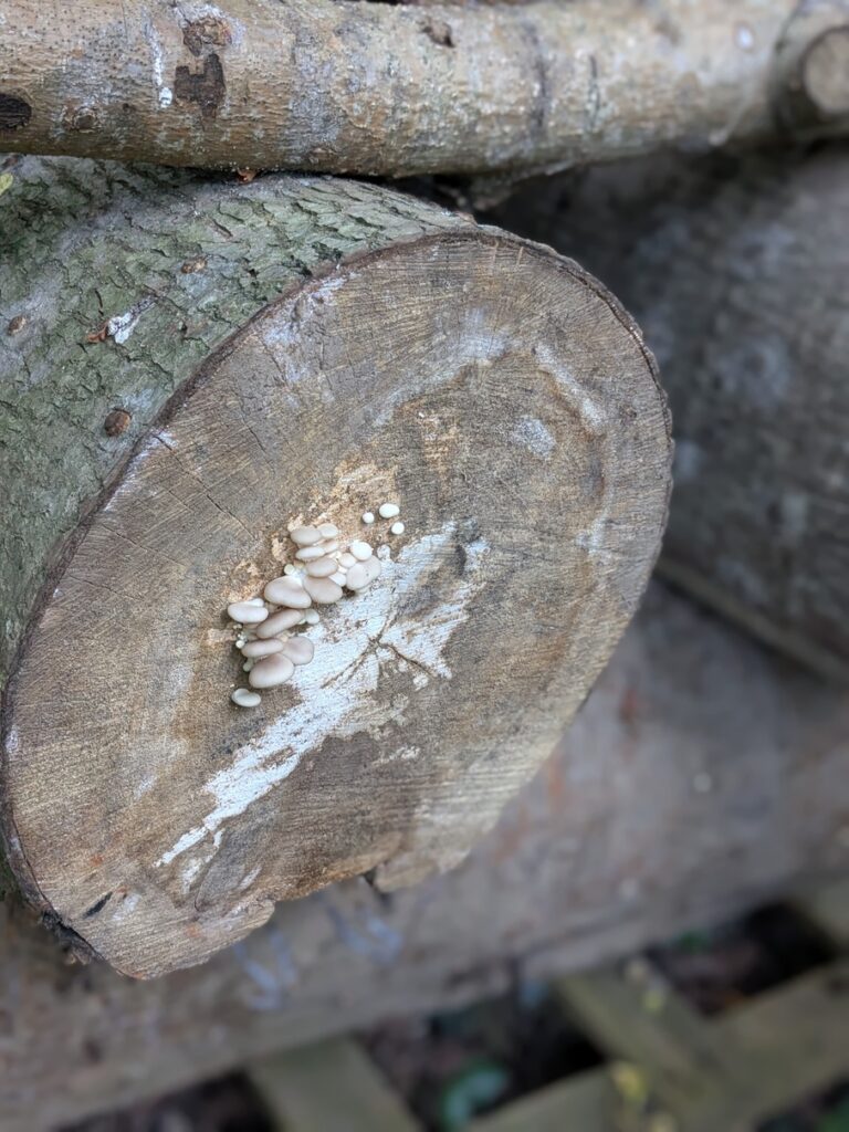 Le mycelium ressort par l'extrémité de la buche